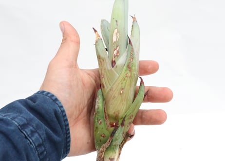 Agave macroacantha Icicle blue form  ＰＵＰ  no.2