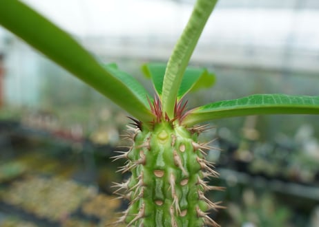 ユーフォルビア　ピグエリー　Euphorbia viguieri