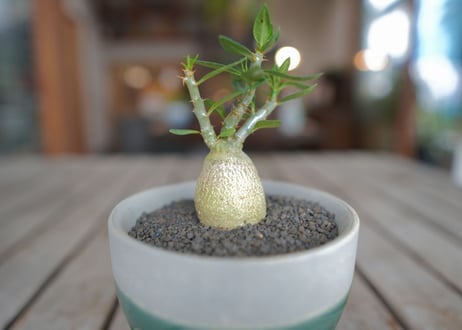 パキポディウム　サキュレンタム　Pachypodium succulentum