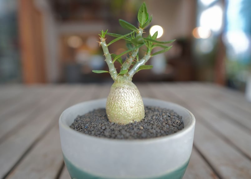 パキポディウム サキュレンタム Pachypodium succulentum | mana'...