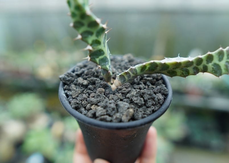 ユーフォルビア　ペルシステンス　2株 ユーフォルビア ペルシステンス 2株