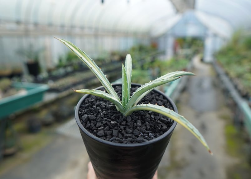 アガベ マクロアカンサ錦 Agave macroacantha variegata | man
