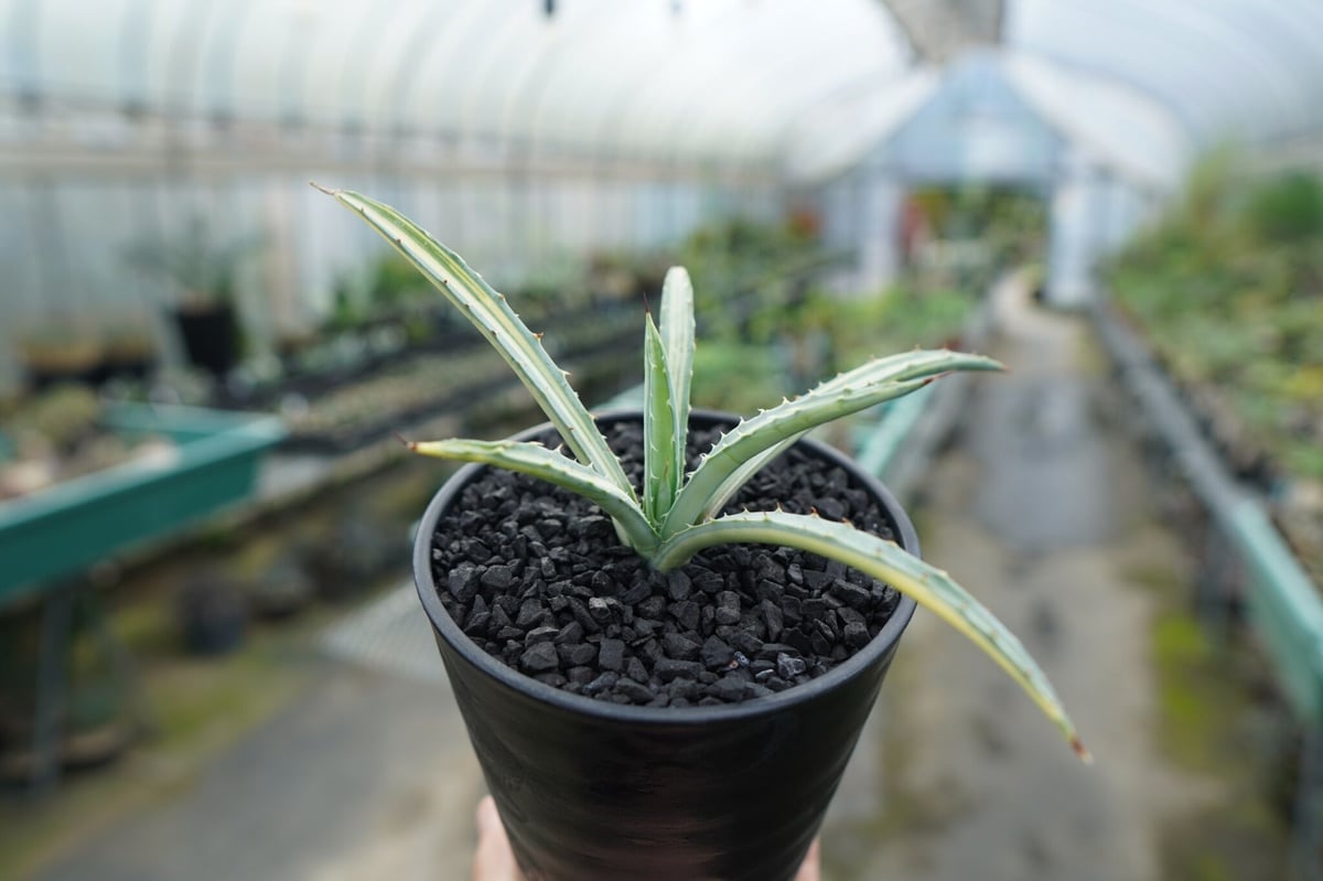 アガベ マクロアカンサ錦 Agave macroacantha variegata | man