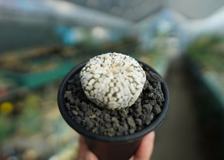 アストロフィツム　スーパー兜 Astrophytum asterias 'Super Kabuto'