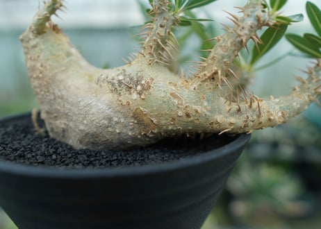 パキポディウム　デンシフローラム Pachypodium densiflorum  No.1