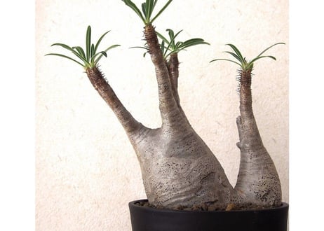 Pachypodium Gracilius パキポディウムグラキリウス