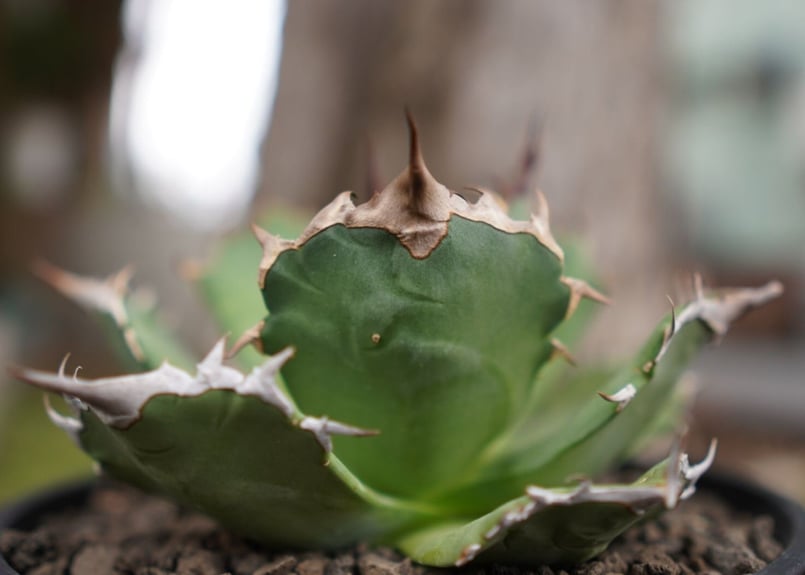 AGAVE TITANOTA FO-76 実生株 楽天市場】agave titanota fo76/アガベ チタノタ fo76 【観葉植物