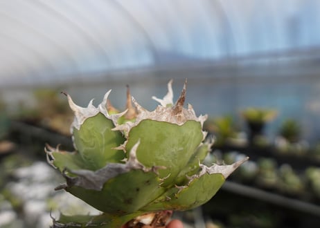 agave titanota 獅子光　lion light No.4