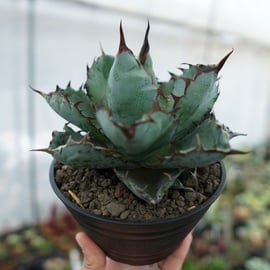 庭植え映え株】アガベ デザーティー 大株 35cm級 シルバーブルー＆紫