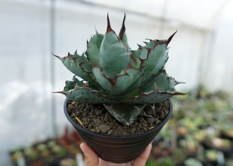 アガベ　チタノタ　 ブラックアンドブルー 　Agave titanota black and blue　NO.1