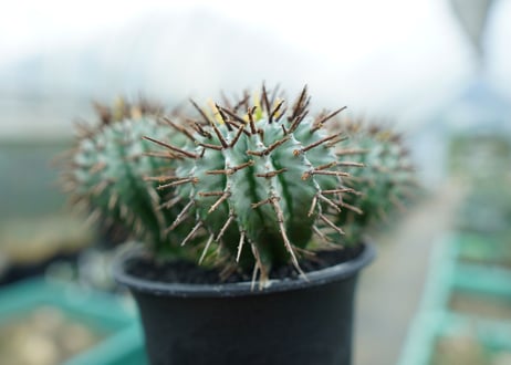 ユーフォルビア　ホリダ　Euphorbia horrida  No.1