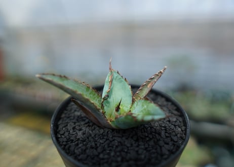 アガベ　チタノタ　 ブラックアンドブルー 　Agave titanota black and blue　No.4