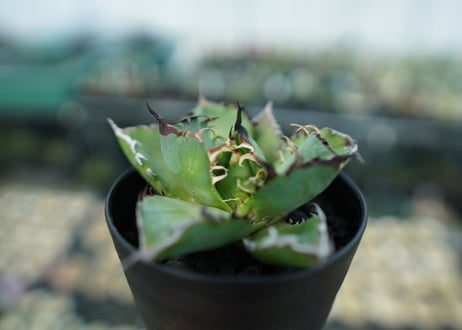 アガベ　チタノタ　黒鯨　Agave titanota black whales　No.6