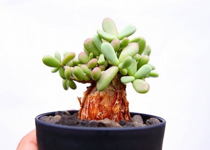 ケラリア ピグマエア | mana's farm:塊根植物・アガベ・ドライガーデン