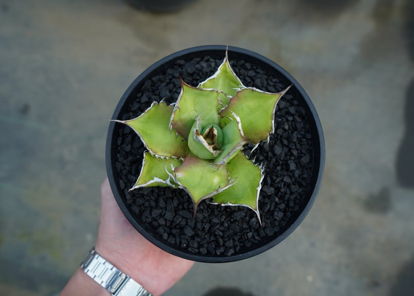 アガベ チタノタ Agave titanota No.4 | mana's farm:塊根植物