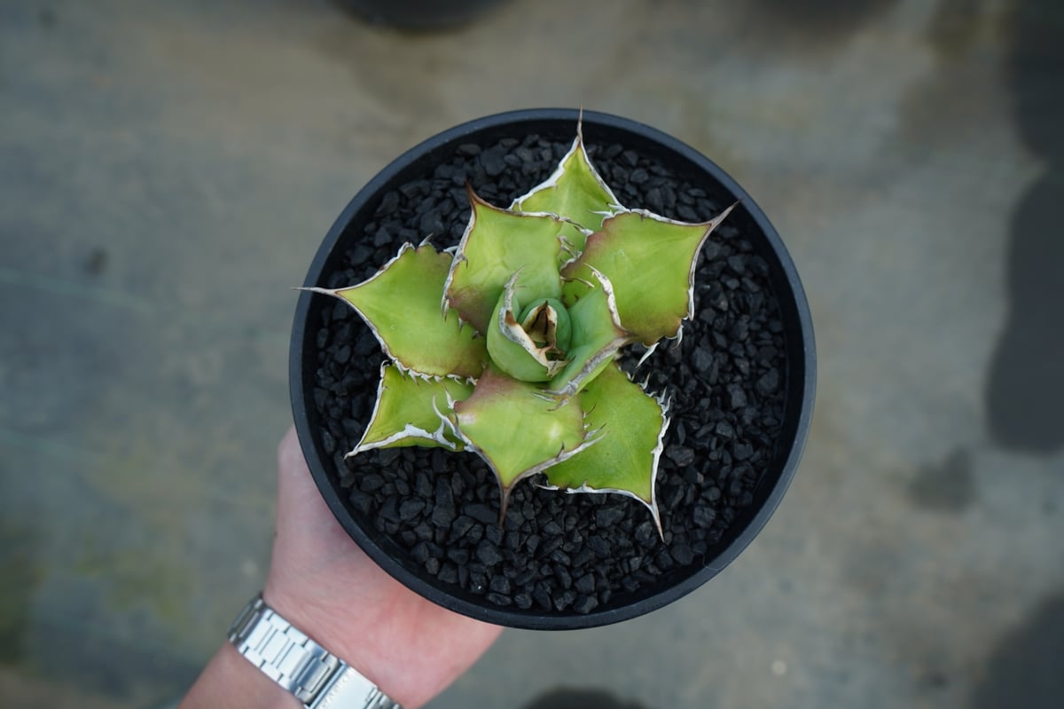 アガベ チタノタ Agave titanota No.4 | mana's farm:塊根植物
