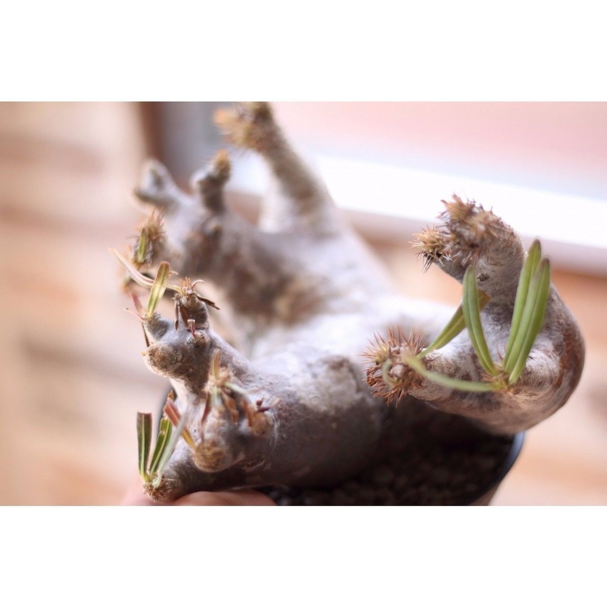 Pachypodium inopinatum パキポディウム イノピナツム 未発根 | m