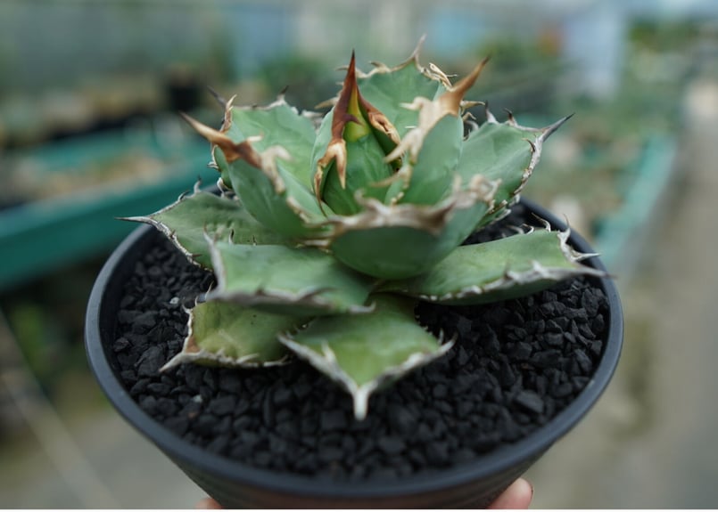 アガベ チタノタ 烈焔 Agave titanota 