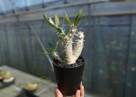 パキポディウム　伊藤ハイブリッド　Pachypodium 'Itoh Hybrid'  No.1