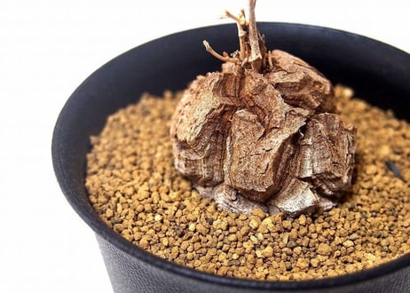 亀甲竜 ディオスコレア エレファンティペス  dioscorea elephantipes