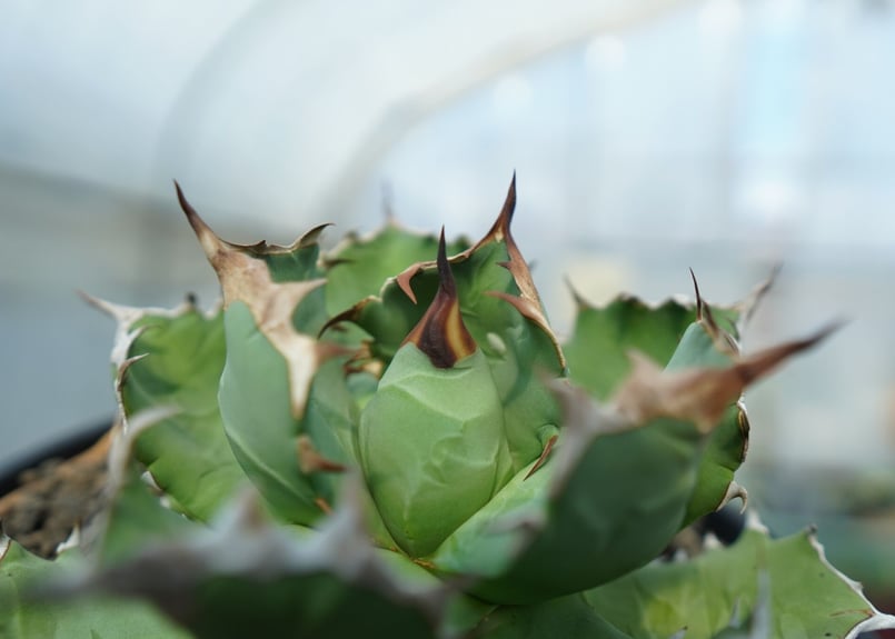 アガベ　チタノタ　ドワーフ アガベ チタノタ ドワーフ 001 Agave titanota 'Dwarf' | Sun