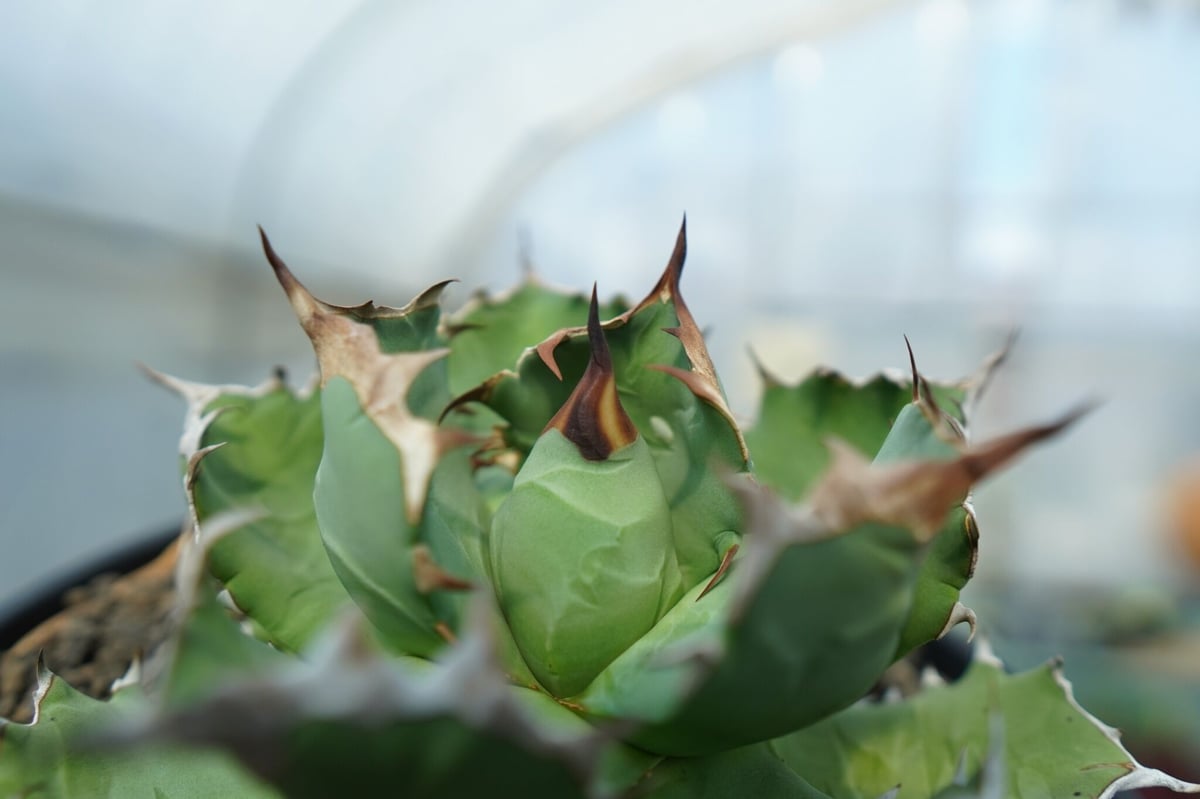 アガベ　チタノタ　ドワーフ アガベ チタノタ ドワーフ 001 Agave titanota 'Dwarf' | Sun