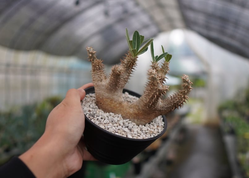 パキポディウム デンシフローラム | mana's farm:塊根植物・アガベ