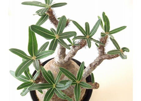 パキポディウム グラキリス Pachypodium Gracilius №1
