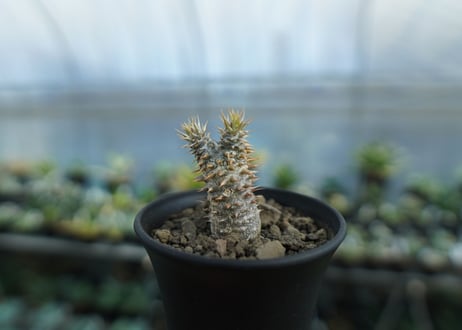 パキポディウム　伊藤ハイブリッド　Pachypodium 'Itoh Hybrid'  No.1