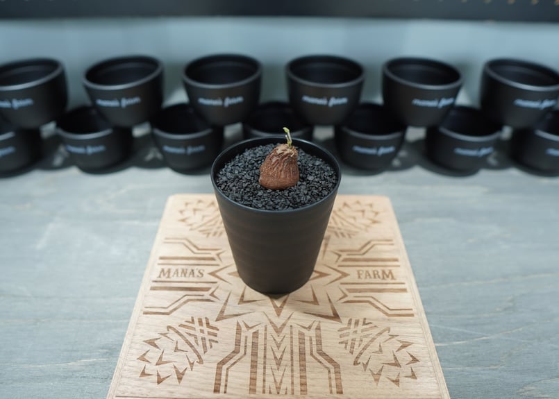 亀甲竜 実生株 No.7 | mana's farm:塊根植物・アガベ・ドライガーデン