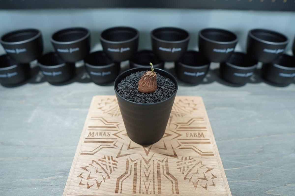 亀甲竜 実生株 No.7 | mana's farm:塊根植物・アガベ・ドライガーデン