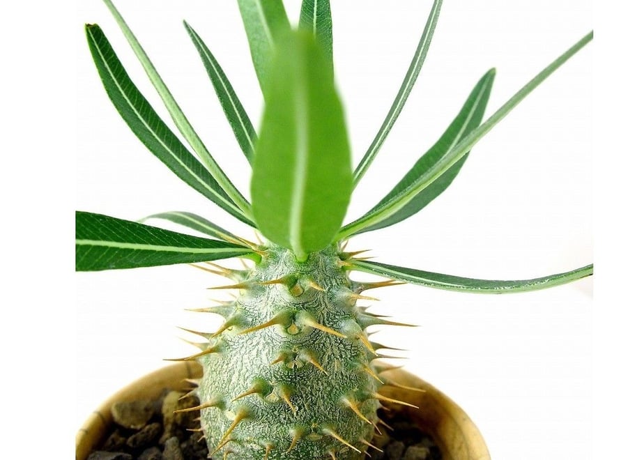 57c237bb100315680800a8db