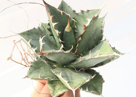 Agave titanota FO-76 compacta dwarf  no.3