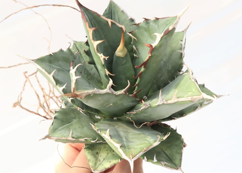 超優秀株　Agave titanta FO-76 Compact低重心 Agave titanota FO-76 compacta dwarf no.3 | man