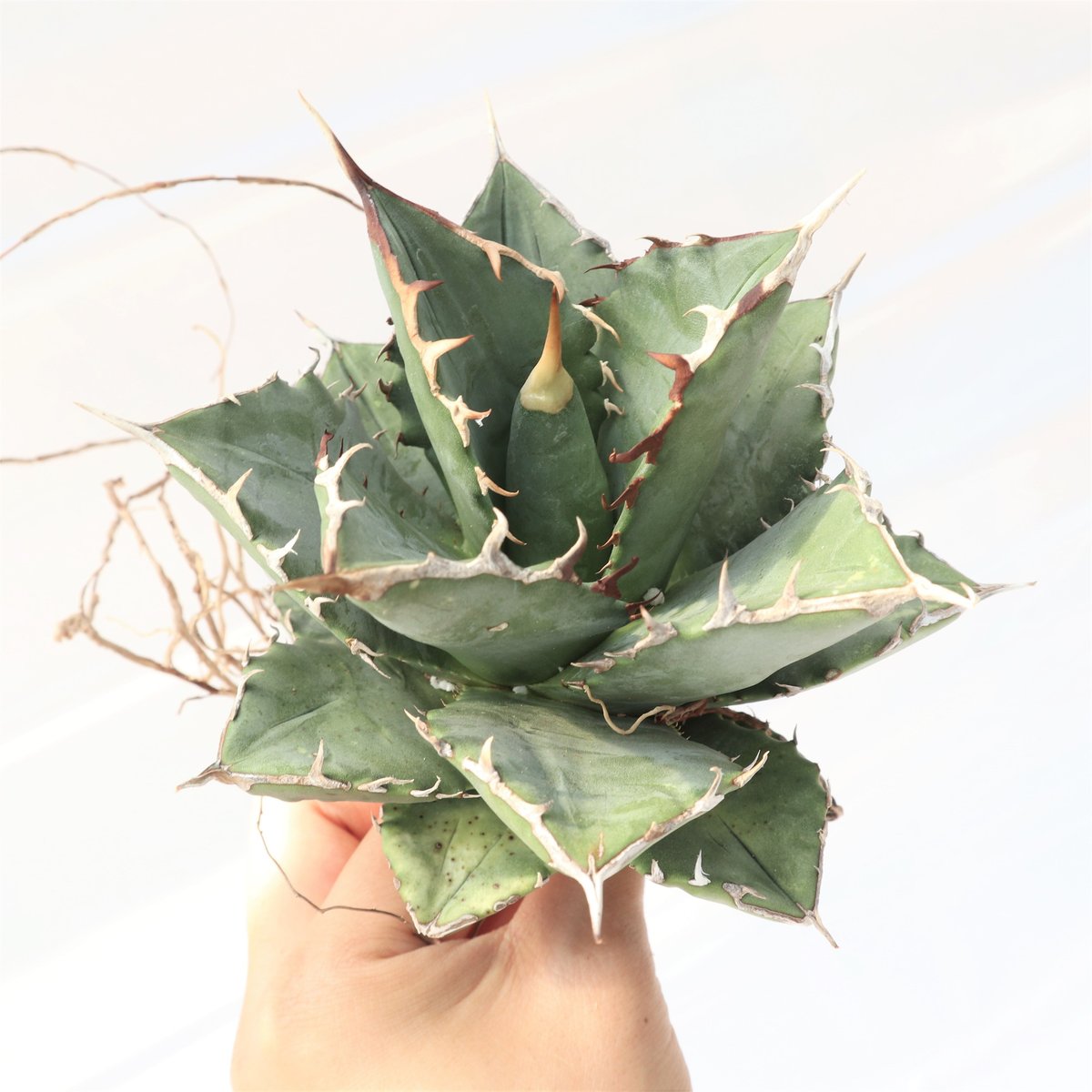 Agave titanota FO-76 compacta dwarf no.3 | man