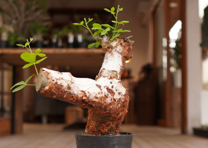 コミフォラ オルビクラリス commiphora orbicularis | mana's f