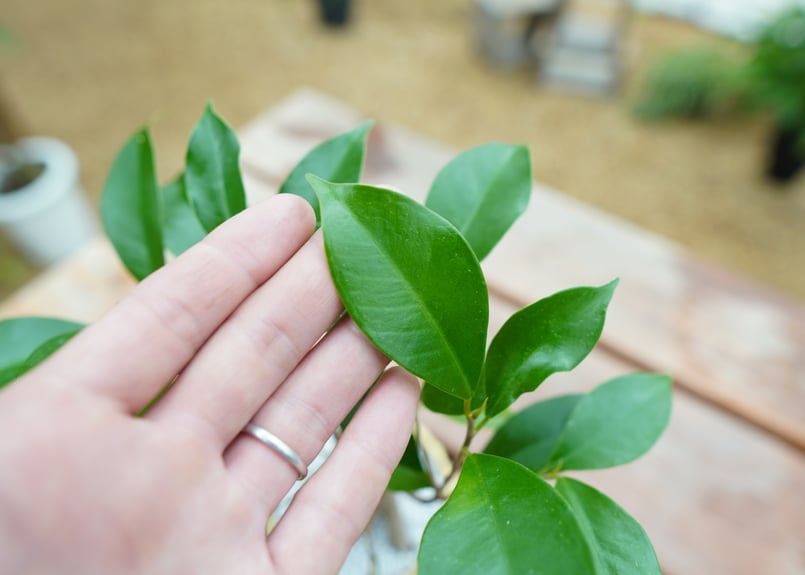 ガジュマル No.1 | mana's farm:塊根植物・アガベ・ドライガーデン植物