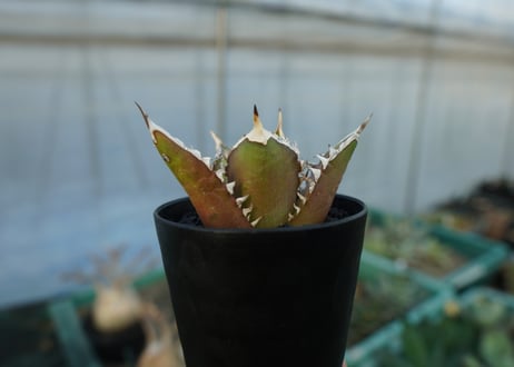 アガベ　チタノタ　レッドキャットウィーズル　Agave titanota Red catweezle