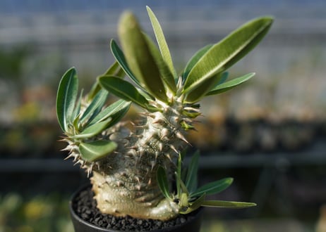 パキポディウム　伊藤ハイブリッド　Pachypodium 'Itoh Hybrid'