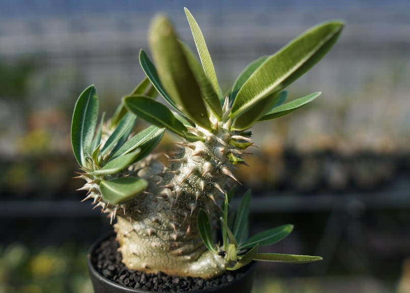 パキポディウム 伊藤ハイブリッド Pachypodium 'Itoh Hybrid' | ma