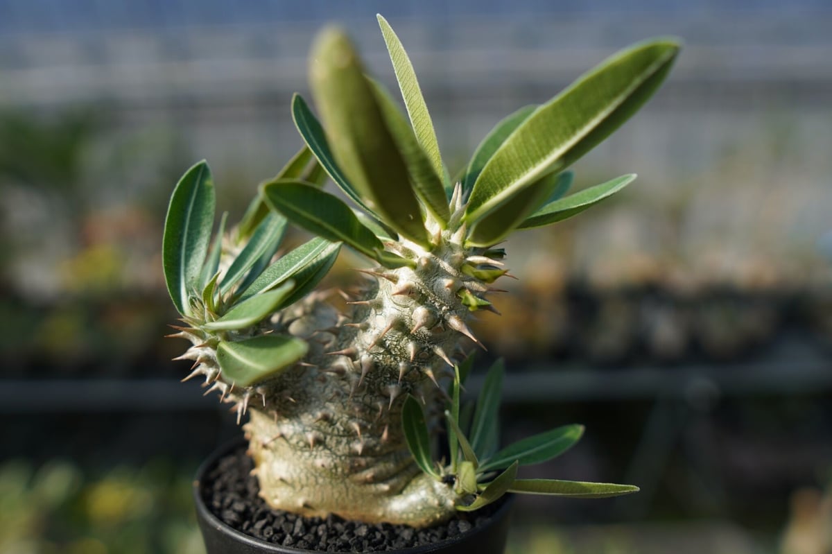パキポディウム 伊藤ハイブリッド Pachypodium 'Itoh Hybrid' | ma