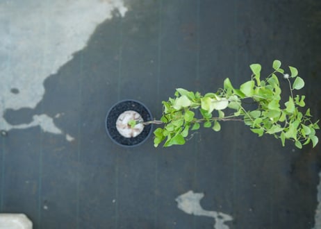 亀甲竜　Dioscorea elephantipes　No.2