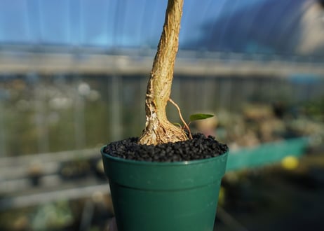 フィカス パルメリー Ficus palmeri  No.1