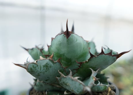 アガベ　チタノタ　 ブラックアンドブルー 　Agave titanota black and blue　NO.1