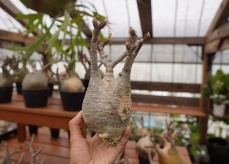 パキポディウム　グラキリス　Pachypodium gracilius　抜き苗　№108