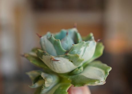 アガベ　王妃雷神錦　白中斑　Agave　“Ohi Raijin Nishiki Shironakahu”