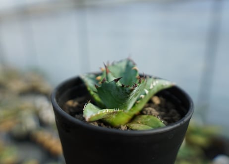 アガベ　チタノタ　ブルー　agave titanota Blue 　No.2