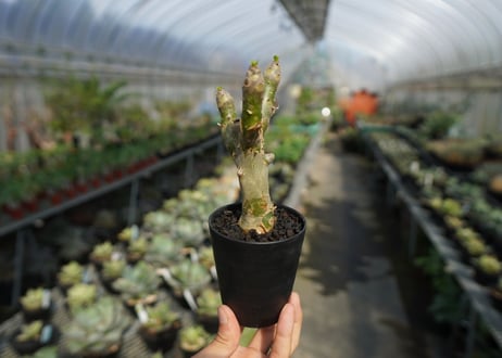チレコドン　パニキュラータス　Tylecodon paniculatus  No.3