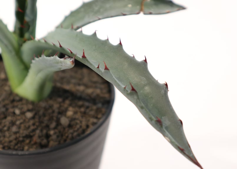 アガベ レオ no.2 | mana's farm:塊根植物・アガベ・ドライガーデン