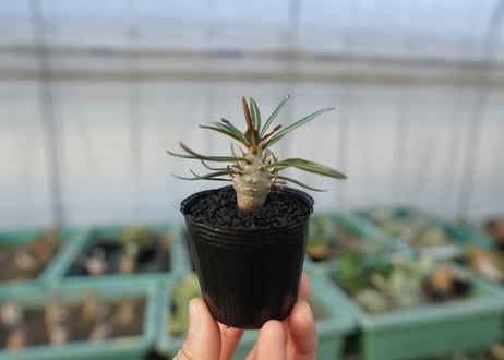 パキポディウム　グラキリス　 Pachypodium Gracilius  No.2